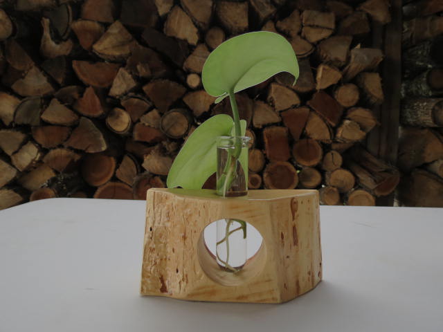 Double Live-edge Plant Propagation