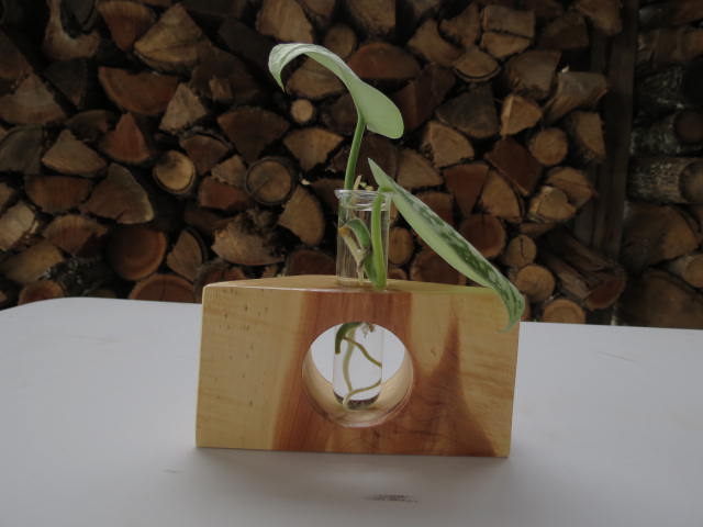 Double Live-edge Plant Propagation