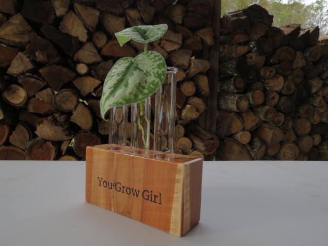 Plant Propagation with 3 tubes